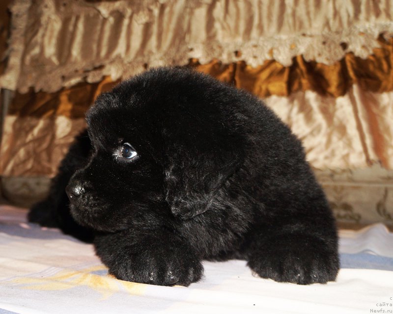 Фотография № 212101