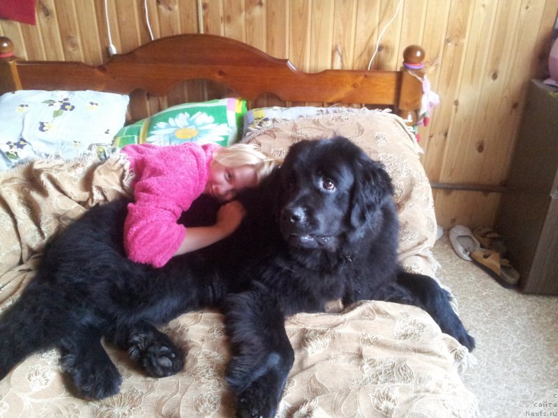 Фото: ньюфаундленд Черный Балу Захар