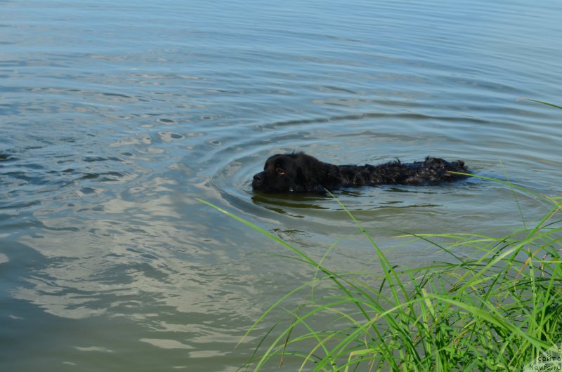 Фото: ньюфаундленд Черный Балу Захар