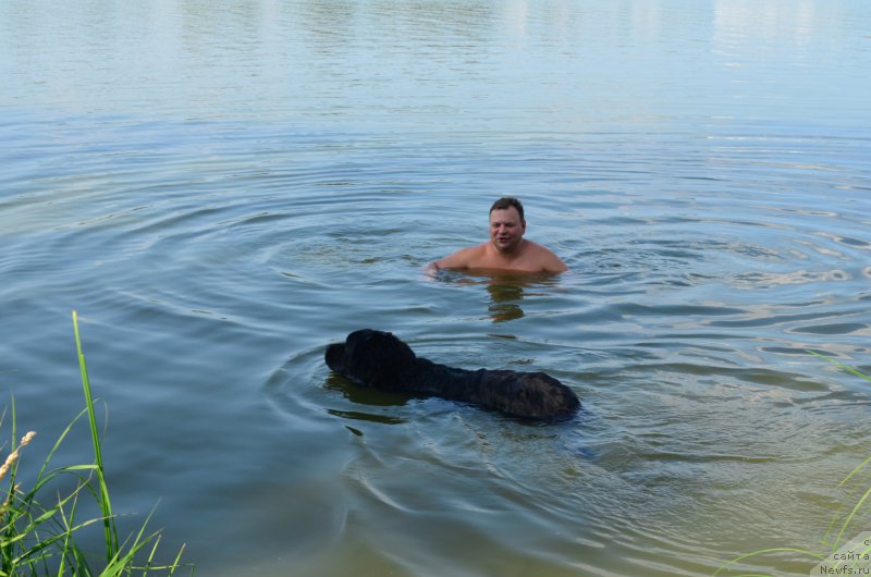 Фото: ньюфаундленд Черный Балу Захар