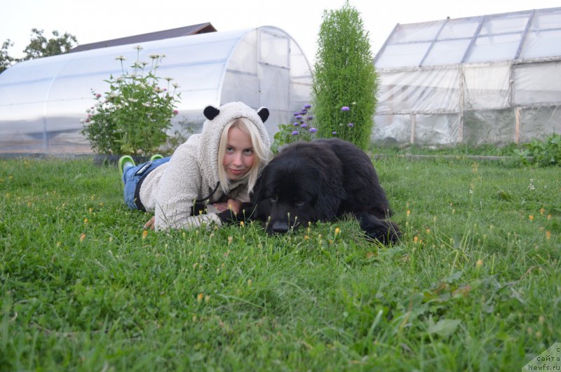 Фото: ньюфаундленд Черный Балу Захар