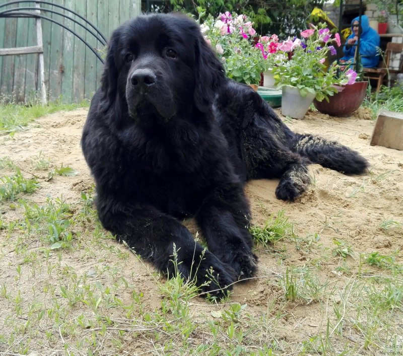 Фото: ньюфаундленд Черный Балу Захар