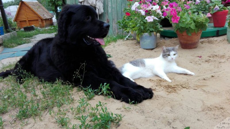 Фото: ньюфаундленд Черный Балу Захар