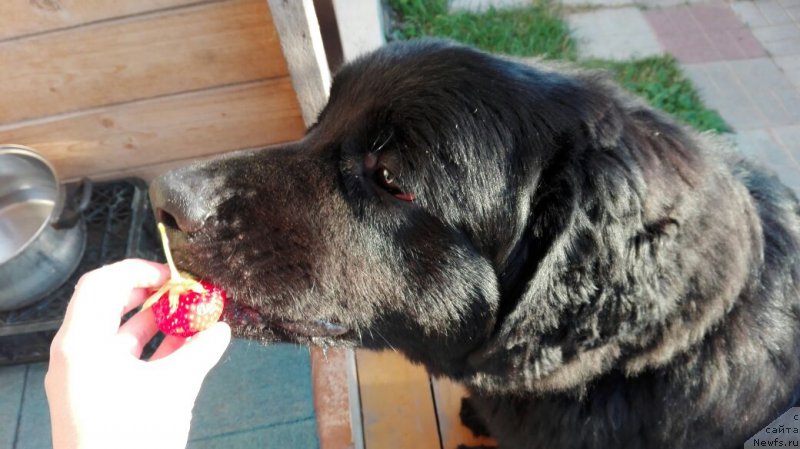 Фото: ньюфаундленд Черный Балу Захар