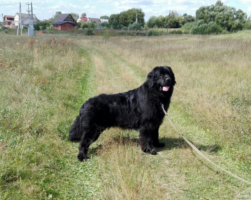 Фотография № 212121