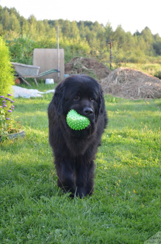 Фото: ньюфаундленд Черный Балу Захар