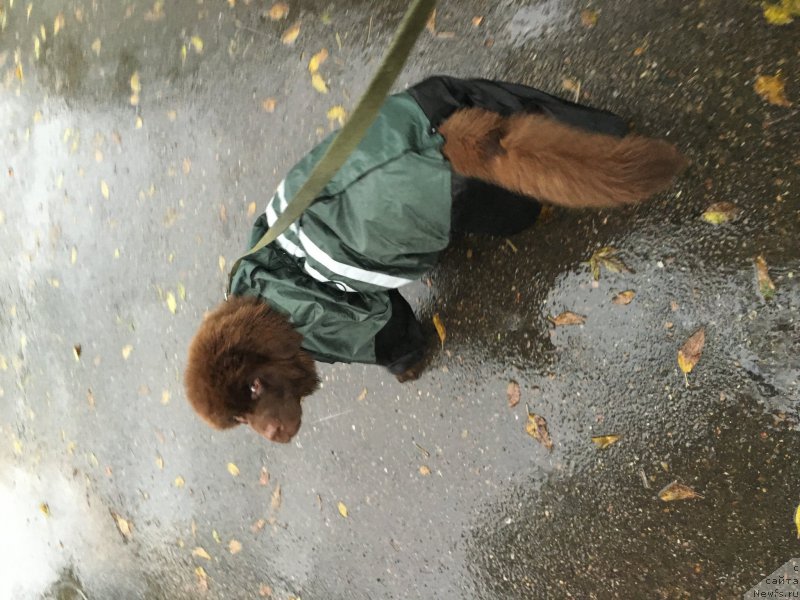 Фото: ньюфаундленд Браунблад МСК Бен-Ами Лон