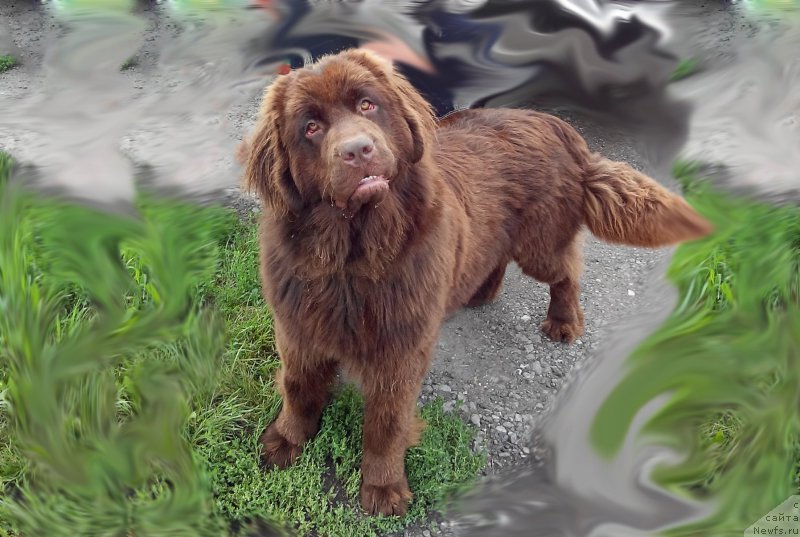 Фото: ньюфаундленд Браунблад МСК Сабина Эстер (Brownblood MSK Sabina Ester)