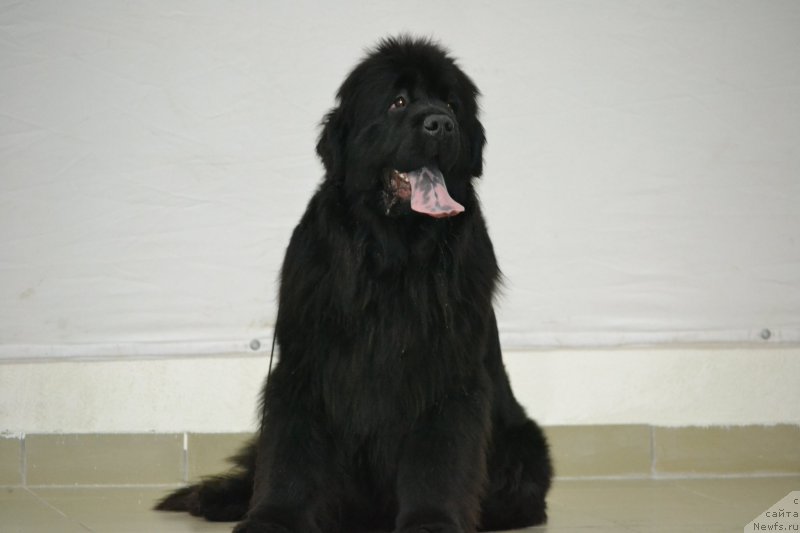 Фотография № 212135