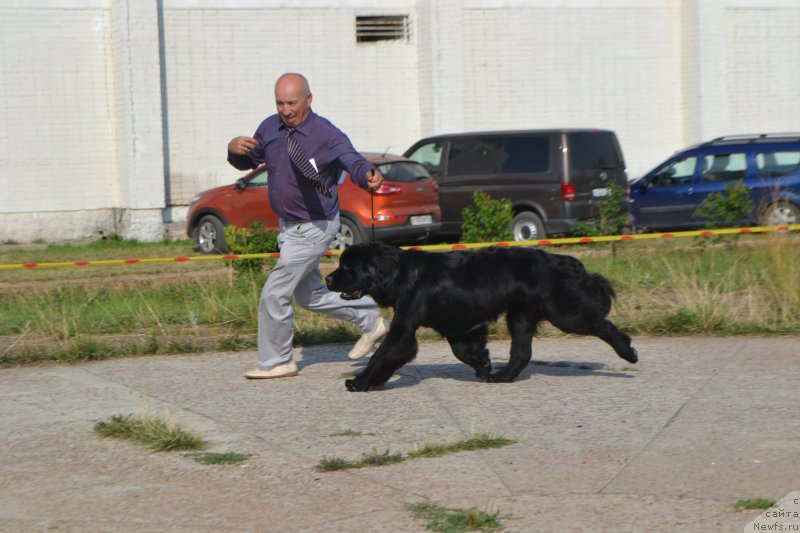 Фото: ньюфаундленд Никита Богатырь Империи (Nikita Bogatyr Imperii)