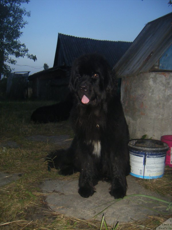 Фото: ньюфаундленд Fiona Style Super Mishka