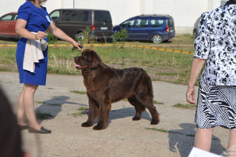 Фото: ньюфаундленд Нежданная Награда (Nezhdannaya Nagrada)