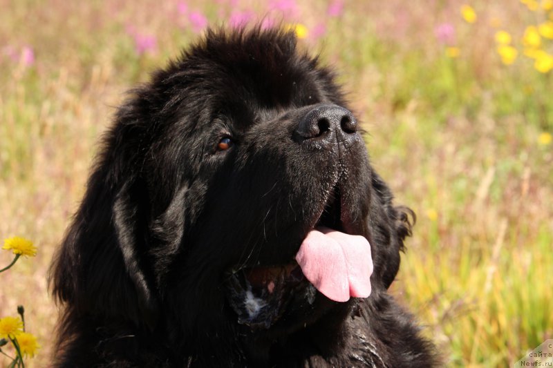 Фото: ньюфаундленд Акватория Келвин Ю Мэйк Май Дрим