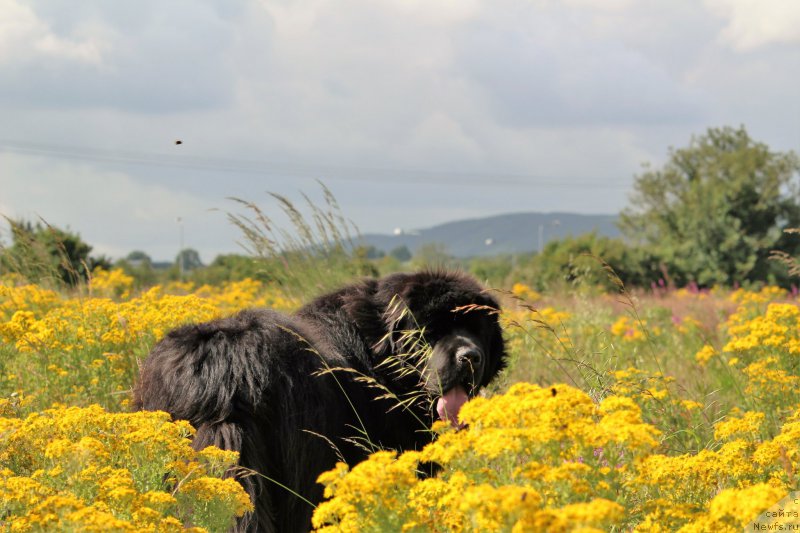 Фото: ньюфаундленд Акватория Келвин Ю Мэйк Май Дрим