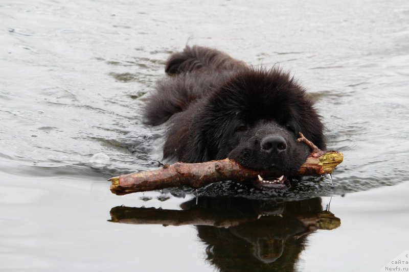 Фото: ньюфаундленд Акватория Келвин Ю Мэйк Май Дрим