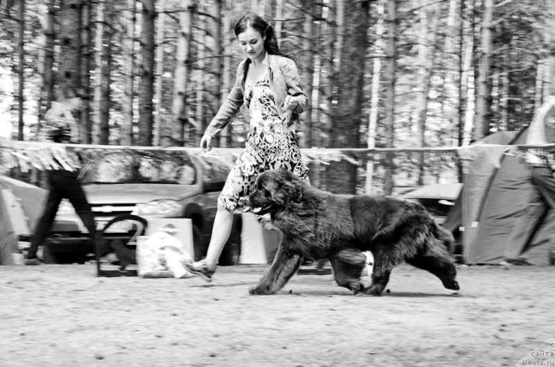 Фото: ньюфаундленд Ньюфорт Вивиан, Ксения Новикова