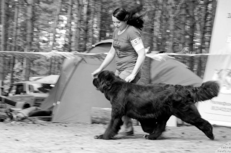 Фото: ньюфаундленд Ньюфорт Азет Абайя, Ирина Савельева