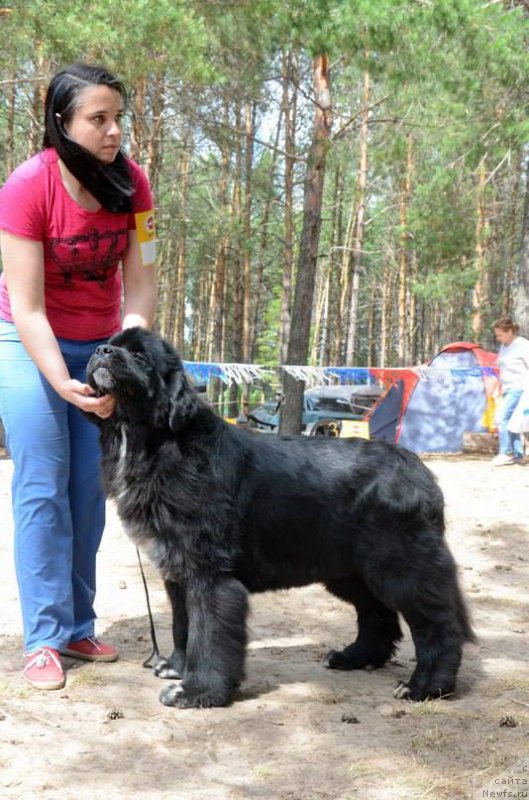 Фото: ньюфаундленд Ньюфорт Азет Абайя