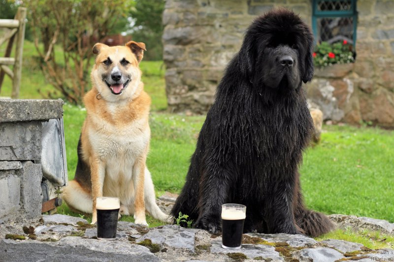 Фото: ньюфаундленд Акватория Келвин Ю Мэйк Май Дрим