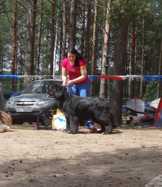 Фото: ньюфаундленд Ньюфорт Азет Абайя, Ирина Савельева