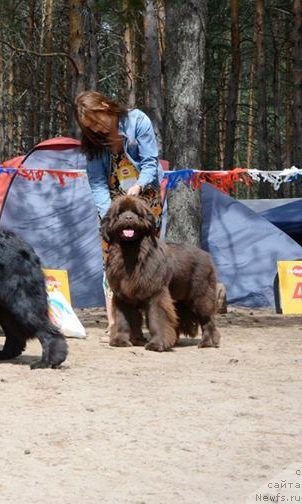 Фото: ньюфаундленд Ньюфорт Вивиан