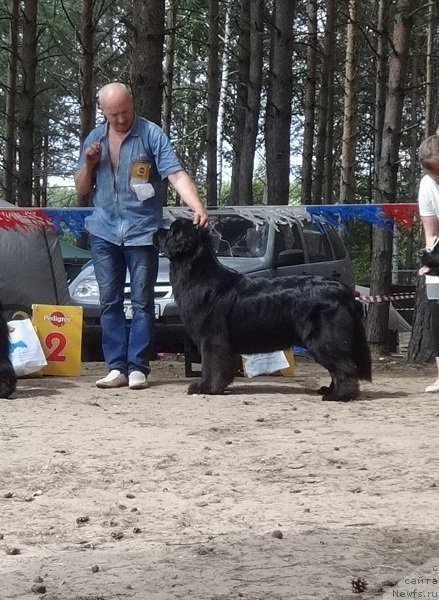 Фото: ньюфаундленд Ньюфорт Бавария, Алексей Вотчал