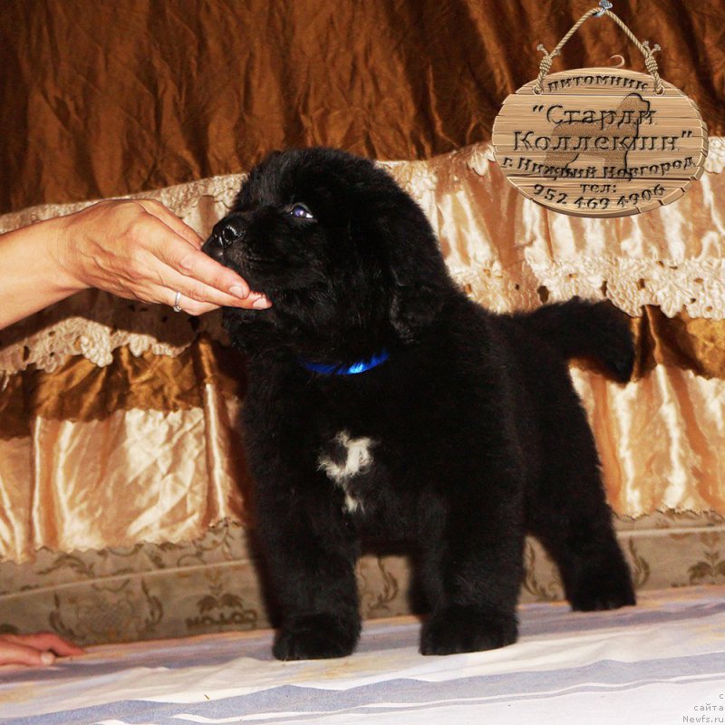 Фотография № 212169