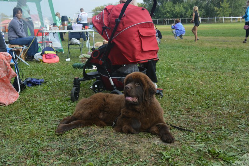 Фото: ньюфаундленд Браунблад МСК Бетани Эйс