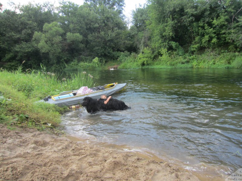 Фото: ньюфаундленд Черный Балу Елисей
