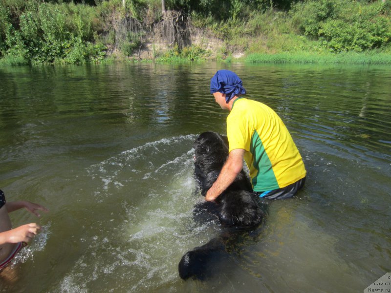 Фото: ньюфаундленд Черный Балу Елисей