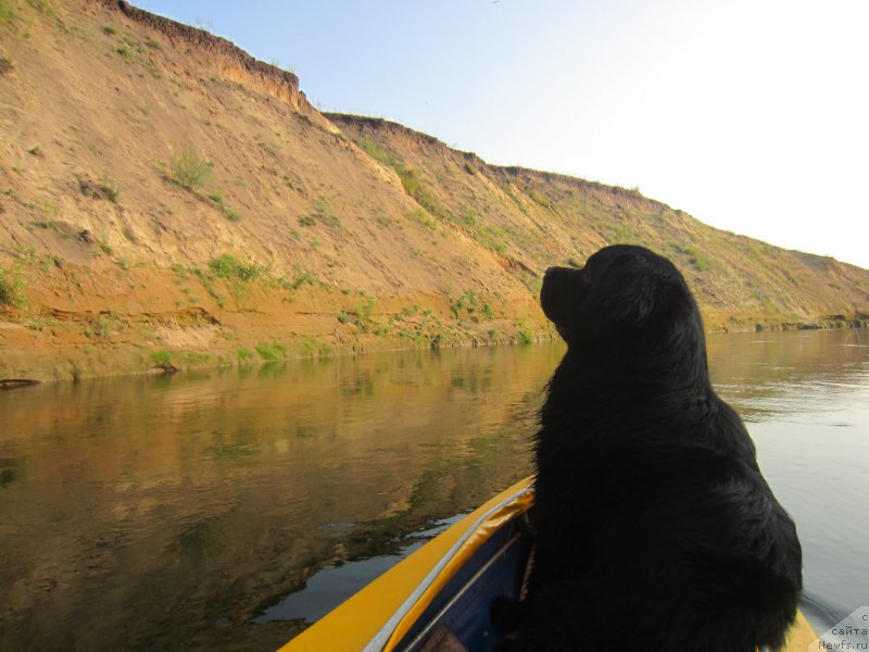 Фото: ньюфаундленд Черный Балу Елисей