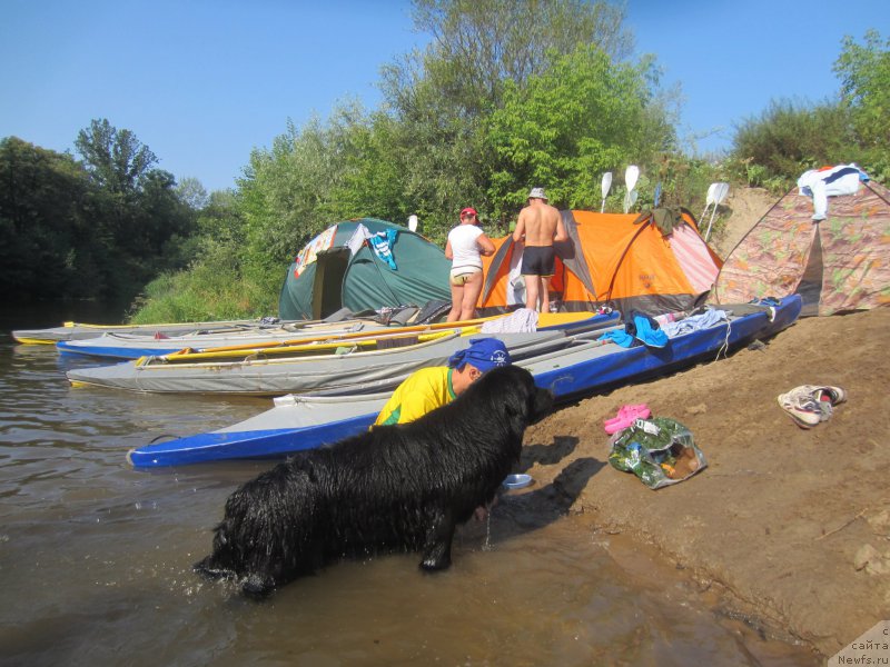 Фото: ньюфаундленд Черный Балу Елисей