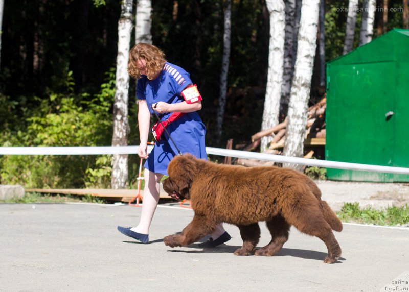 Фото: ньюфаундленд Браунблад МСК Велес Алистер (Brownblood MSK Veles Alister)