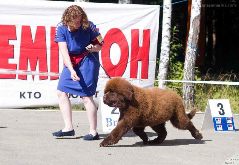 Фото: ньюфаундленд Браунблад МСК Велес Алистер (Brownblood MSK Veles Alister)