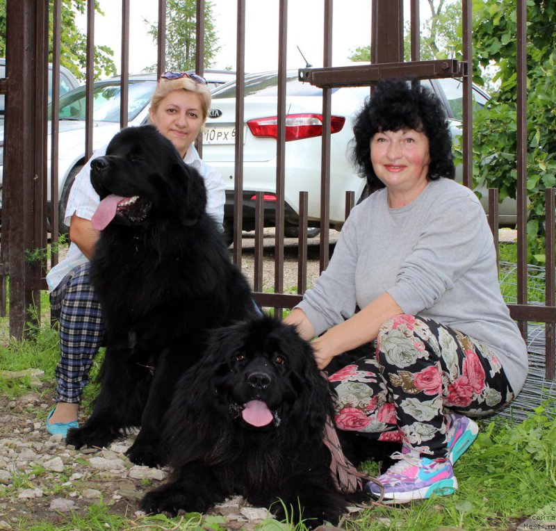 Фото: ньюфаундленд Браунблад МСК Хелфи Бэст Армани (Brownblood MSK Helfi Best Armani)