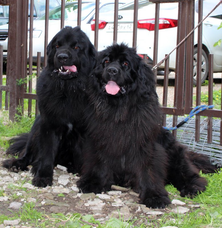 Фото: ньюфаундленд Браунблад МСК Хелфи Бэст Армани (Brownblood MSK Helfi Best Armani)