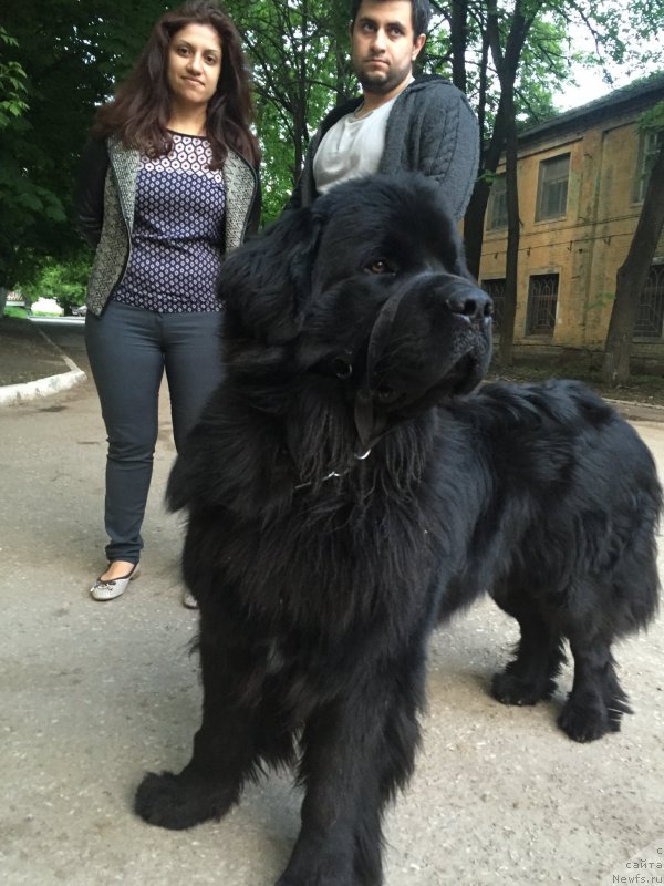 Фото: ньюфаундленд Браунблад МСК Хелфи Бэст Армани (Brownblood MSK Helfi Best Armani)