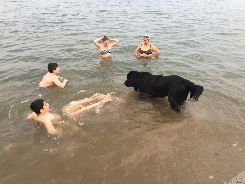 Фото: ньюфаундленд Браунблад МСК Хелфи Бэст Армани (Brownblood MSK Helfi Best Armani)