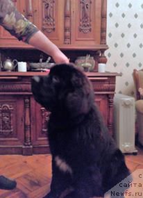 Фото: ньюфаундленд Смигар Билив Ми Ай’м Доктор (Smigar Believe me I’m Doctor)