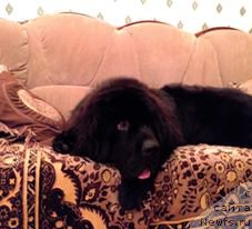 Фото: ньюфаундленд Смигар Билив Ми Ай’м Доктор (Smigar Believe me I’m Doctor)