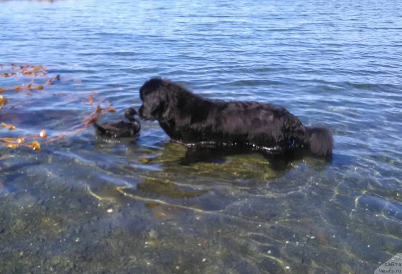 Фотография № 212283