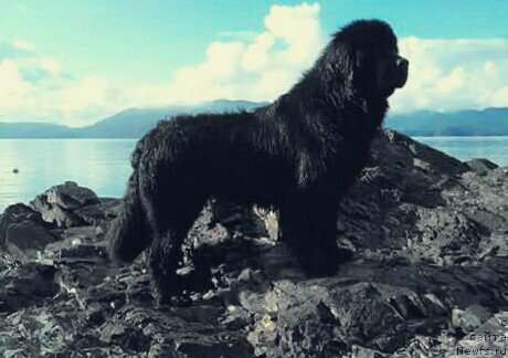 Фото: ньюфаундленд Черная Мафия Ангел Амонг Ус (Chernaya Mafia Аngel Among Us)