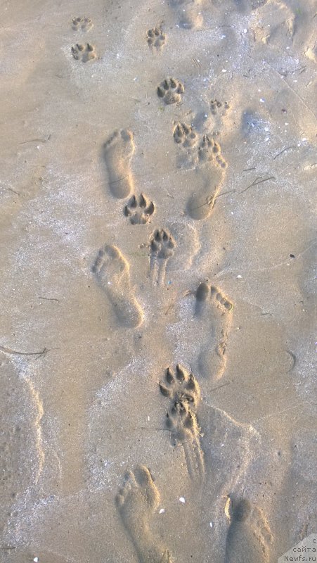 Фото: ньюфаундленд Моя Стихия Ламборджини (Moya Stikhiya Lamborghini)