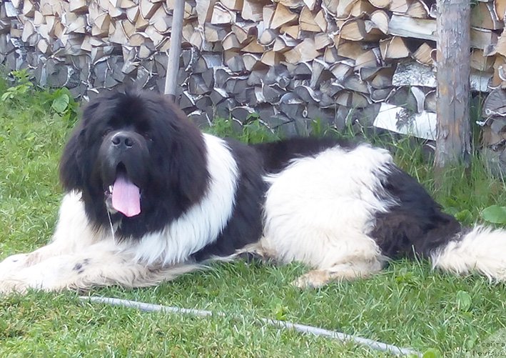 Фотография № 212302