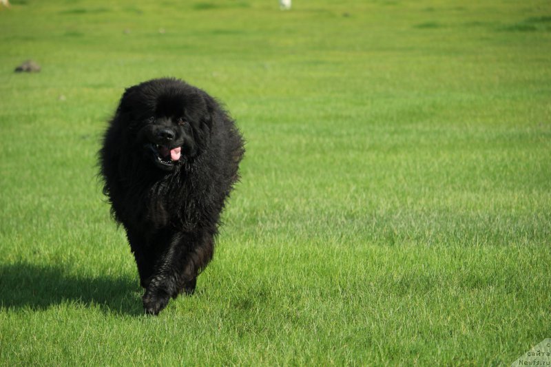 Фото: ньюфаундленд Акватория Келвин Ю Мэйк Май Дрим