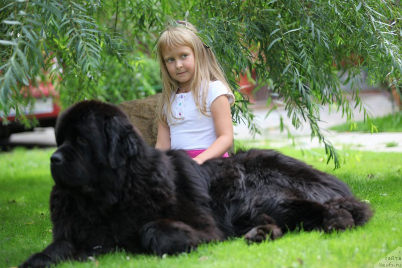 Фото: ньюфаундленд Cristalmar Cadeaux de Noel