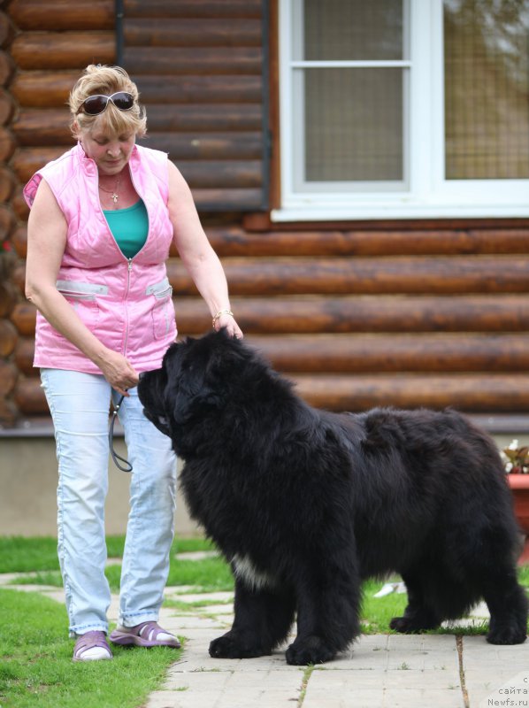 Фото: ньюфаундленд Cristalmar Cadeaux de Noel