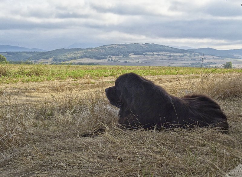 Фотография № 212334