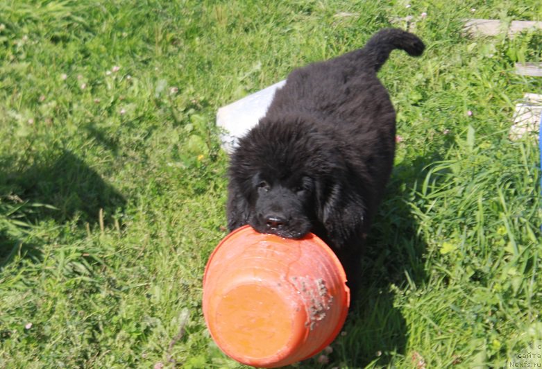 Фотография № 212336