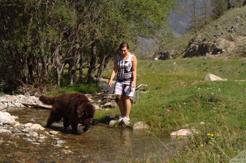 Фото: ньюфаундленд Исполин из Царства Медведей
